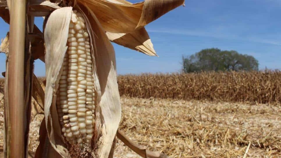 Segalmex ha pagado 3 mil toneladas de maíz en Sinaloa 