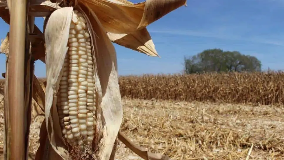 Arnoldo Verdugo reveló que el programa está avanzando lento. FOTO: Luz Noticias