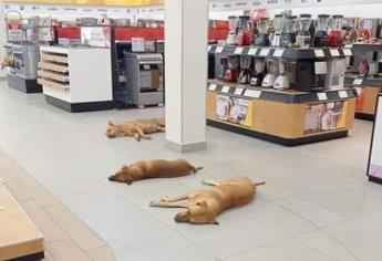 Perritos callejeros aprovechan el aire acondicionado de una tienda Elektra para refrescarse