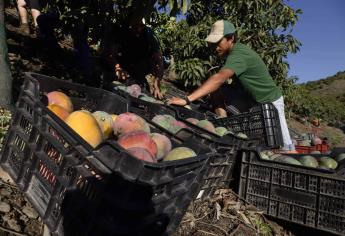 Inicia temporada de mango en Sinaloa