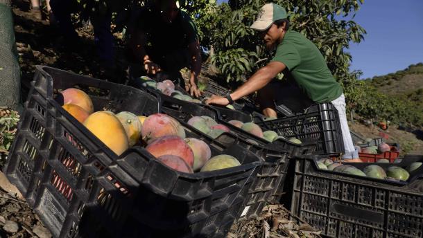 Caen un 35 % los ingresos por exportación de mango
