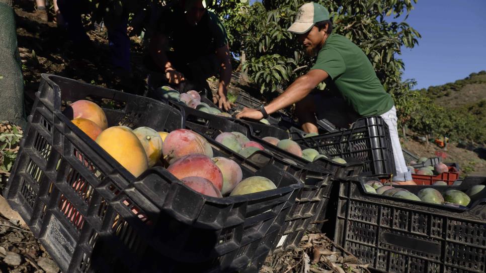 Caen un 35 % los ingresos por exportación de mango