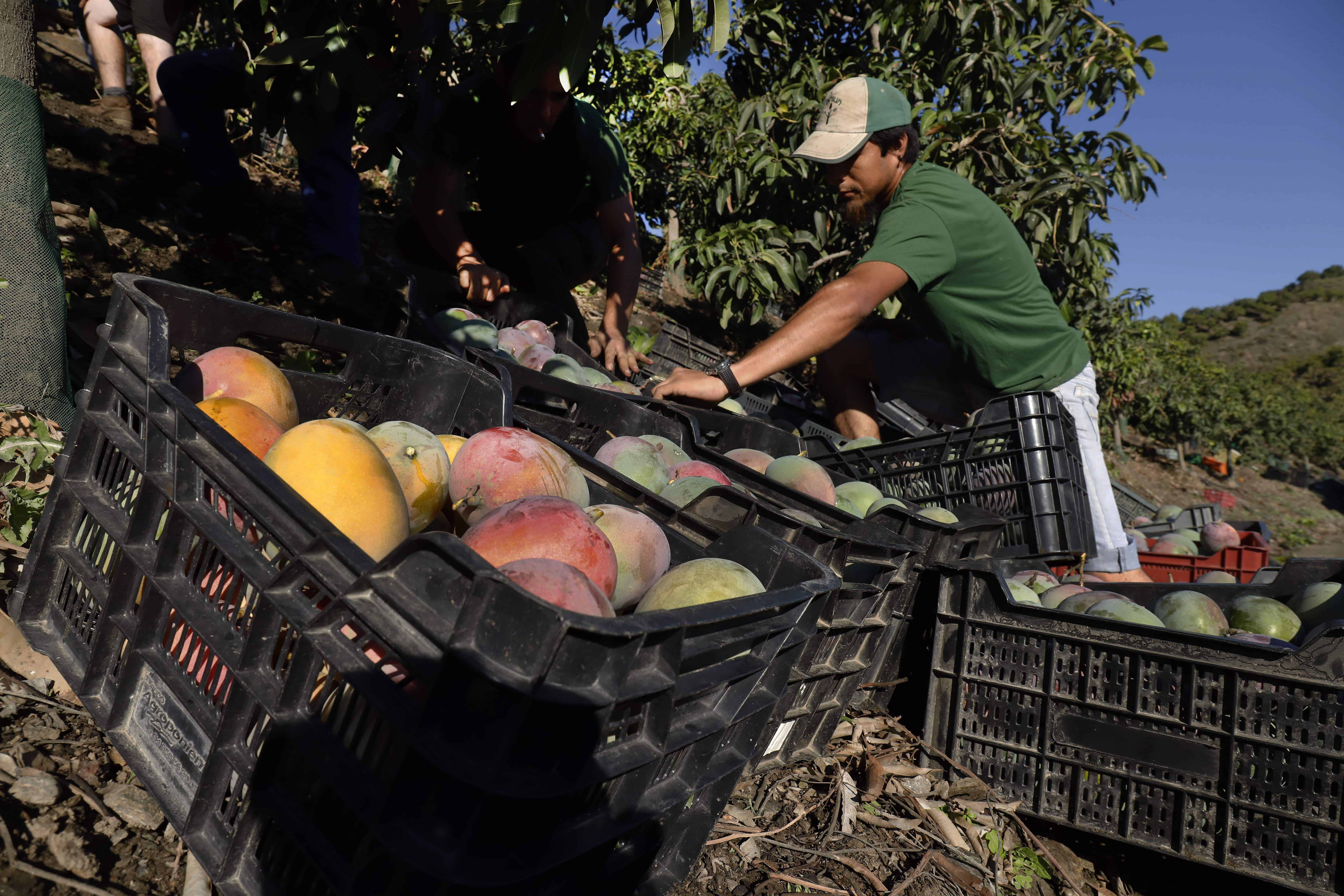 Esperan romper récord de producción de mango en Sinaloa. FOTO: Internet