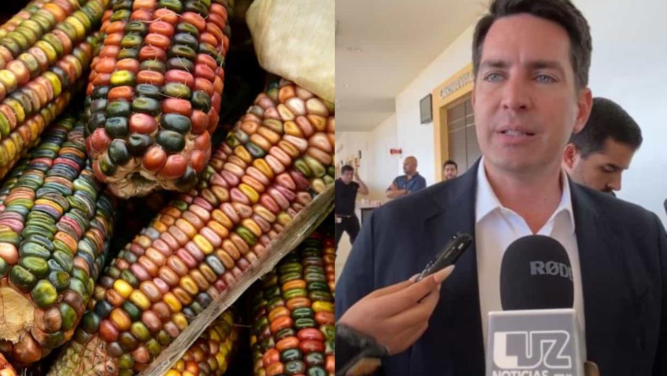 Las 4 millones de toneladas restantes de maíz sinaloense se comercializarán: Secretaría de Economía