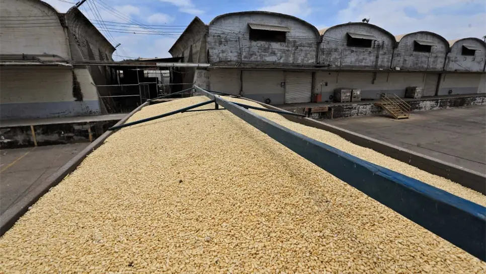 El Gobernador de Sinaloa dio a conocer que hay espacio para que ingresen más cosechas de maíz a las bodegas del estado. FOTO: Luz Noticias