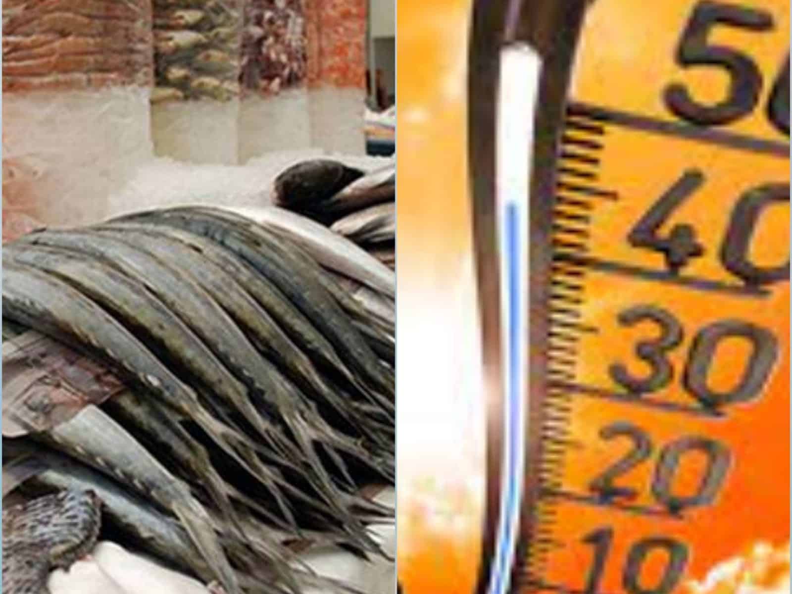 Canícula 2023: ¿qué alimentos no debes consumir en temporada de calor?. | FOTO: Cortesía.