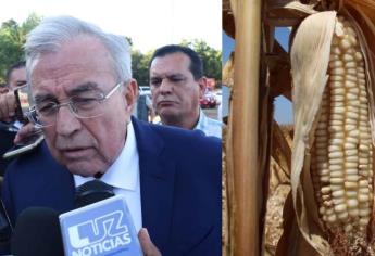 ¡Es oficial! Se aplicará el 50 % de arancel para la importación de maíz blanco: Rocha Moya