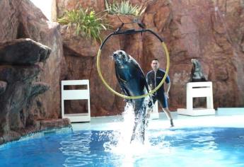 Acuario ya desarrolla espectáculo de aves y el de lobos marinos está casi a un 100 por ciento: director