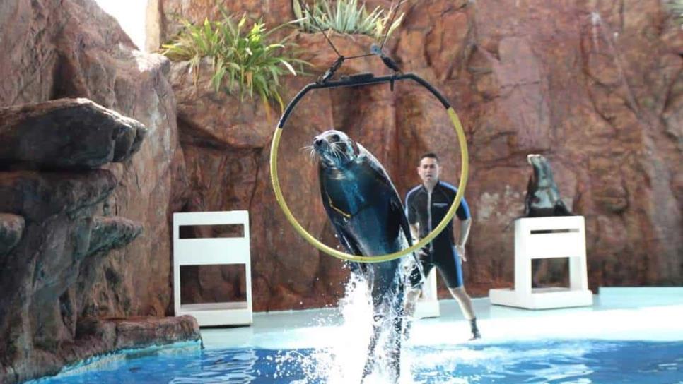 Acuario ya desarrolla espectáculo de aves y el de lobos marinos está casi a un 100 por ciento: director