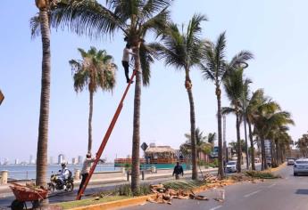 Dan mantenimiento a jardinería y palapas del paseo costero en Mazatlán previo a las lluvias