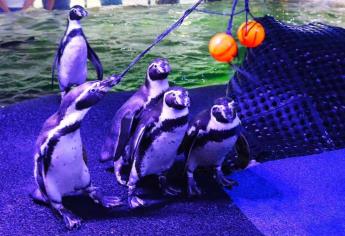 Acuario Mar de Cortés de Mazatlán: en 20 días abre el pingüinario