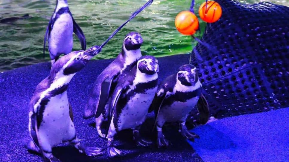 Acuario Mar de Cortés de Mazatlán: en 20 días abre el pingüinario