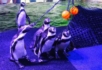 A partir de julio, en Acuario Mar de Cortés podrás disfrutar del show de pingüinos y lobos marinos 