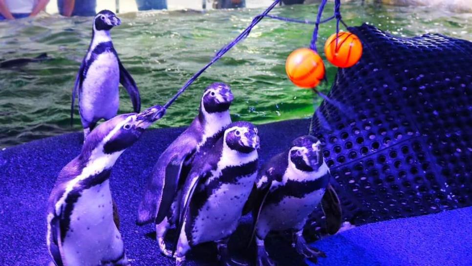A partir de julio, en Acuario Mar de Cortés podrás disfrutar del show de pingüinos y lobos marinos 