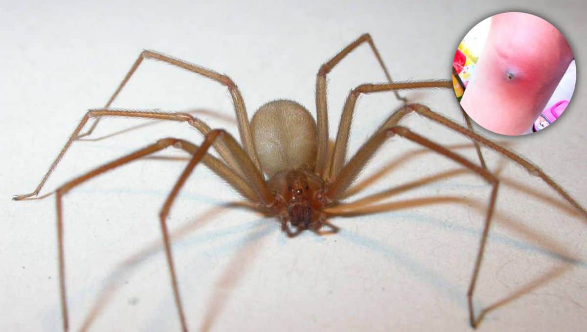 La araña violinista es de las venenosas y viven en tu hogar. FOTO: Internet