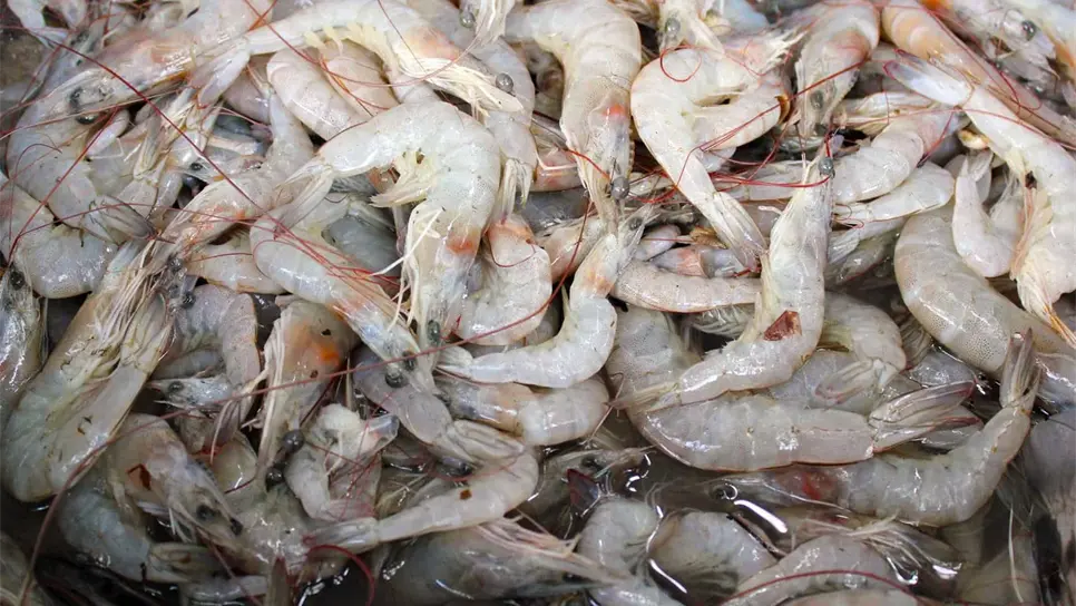 Se amparan acuicultores de Sinaloa. FOTO: Luz Noticias