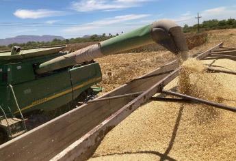 México extiende arancel para exportación de maíz; el maíz blanco de Sinaloa será para los animales