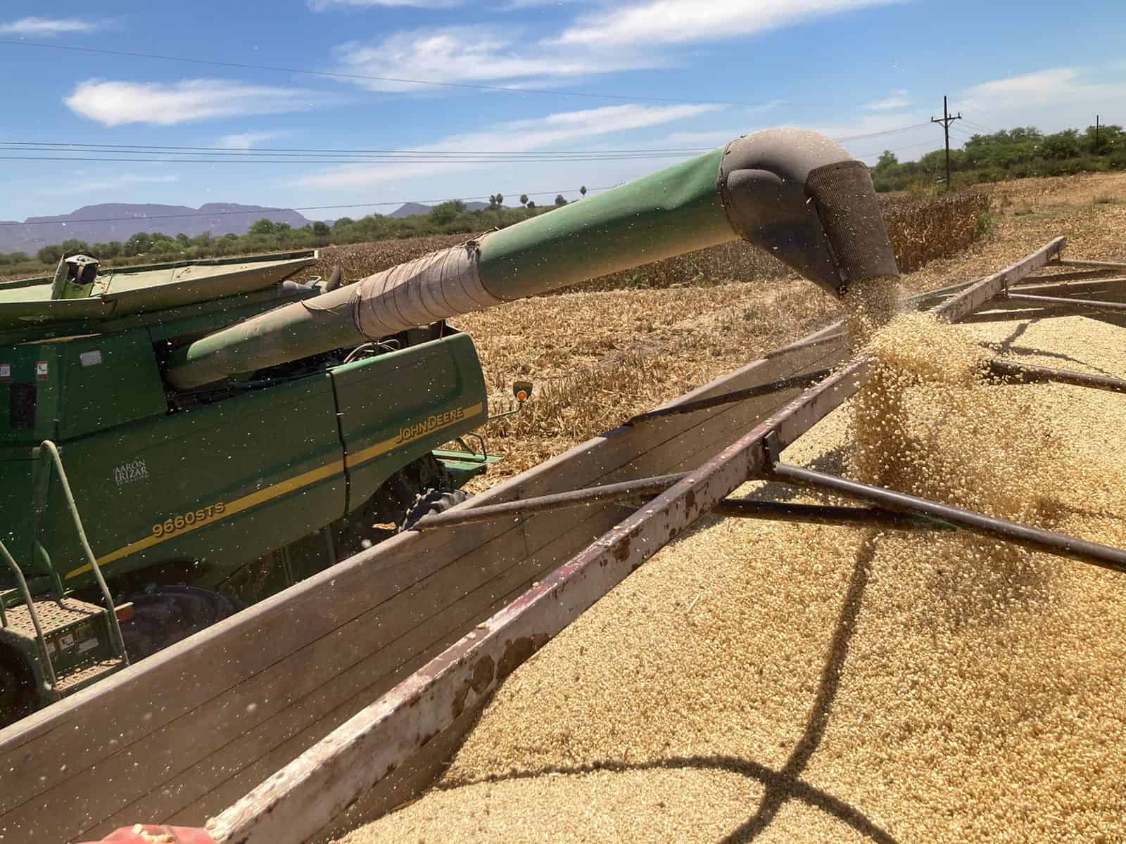 La cosecha de maíz es una de las bases de la economía sinaloense. FOTO: Luz Noticias