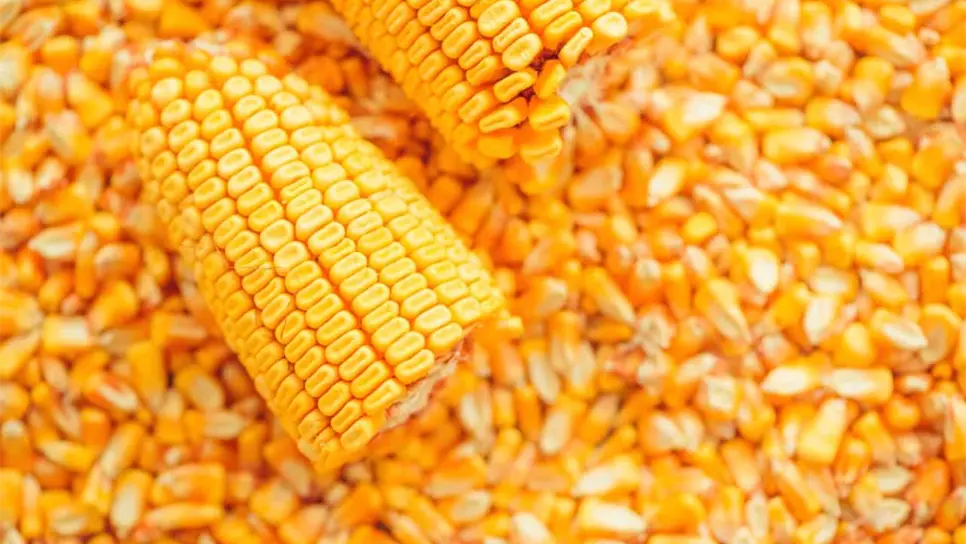 Imponen arancel a importación de maíz amarillo
