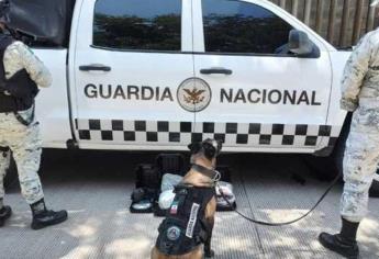 Perros frenan envío de droga en una paquetería de Culiacán
