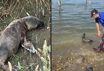 Rescatan a lobo marino en Ahome; estaba a 15 kilómetros del mar, en un canal de riego