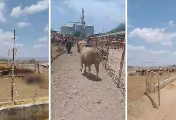 El calor mata decenas de vacas en estación cuarentenaria de Sonora | VIDEOS