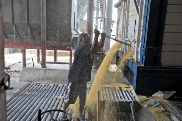 Fenómeno de «El Niño» Impacta a Australia, eleva el precio de los granos. | FOTO: Luz Noticias.