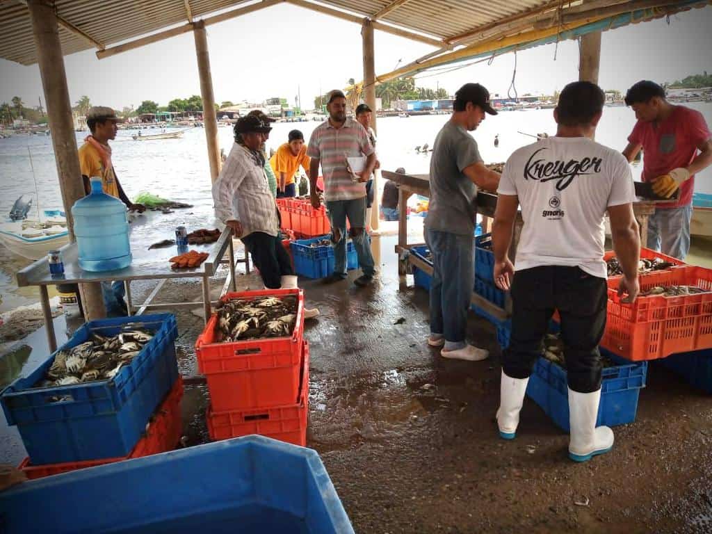 Se reactiva la pesca en la zona norte. FOTO: Cortesía