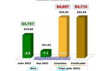 Trigo sube 12.3 dólares; baja maíz
