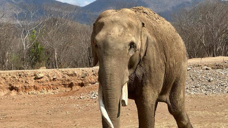 Elefante Big Boy se casará con Bireki en Ostok