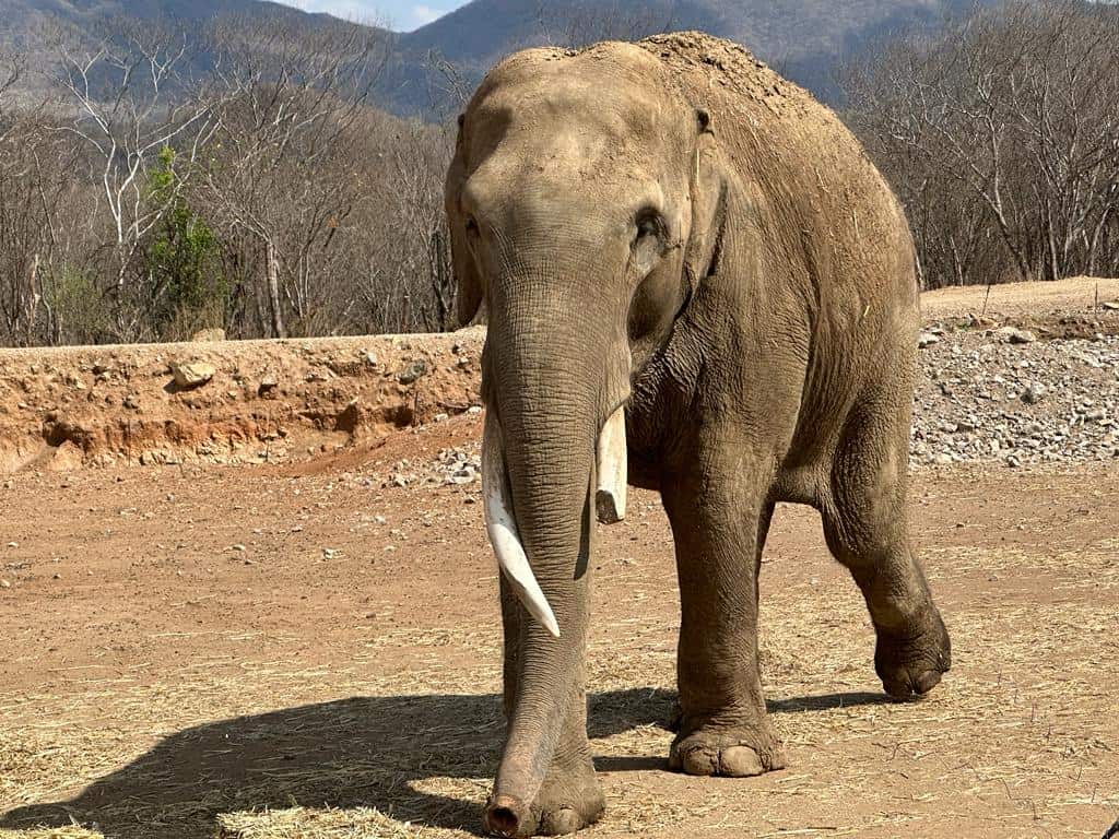 El paquidermo fue rescatado de un circo y llevado a esta reserva. FOTO: Luz Noticias.