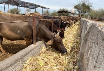 Desvían a ganado de Nicaragua de Durango a Sinaloa por riesgo del gusano barrenador