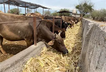 Sanidad, alimentación y genética: la ruta para fortalecer la ganadería sinaloense