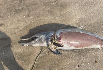 Muere delfín encallado en playas de la Isla de la Piedra, en Mazatlán