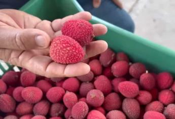 Lichis, la sabrosa fruta de temporada que ya se cosecha en Sinaloa