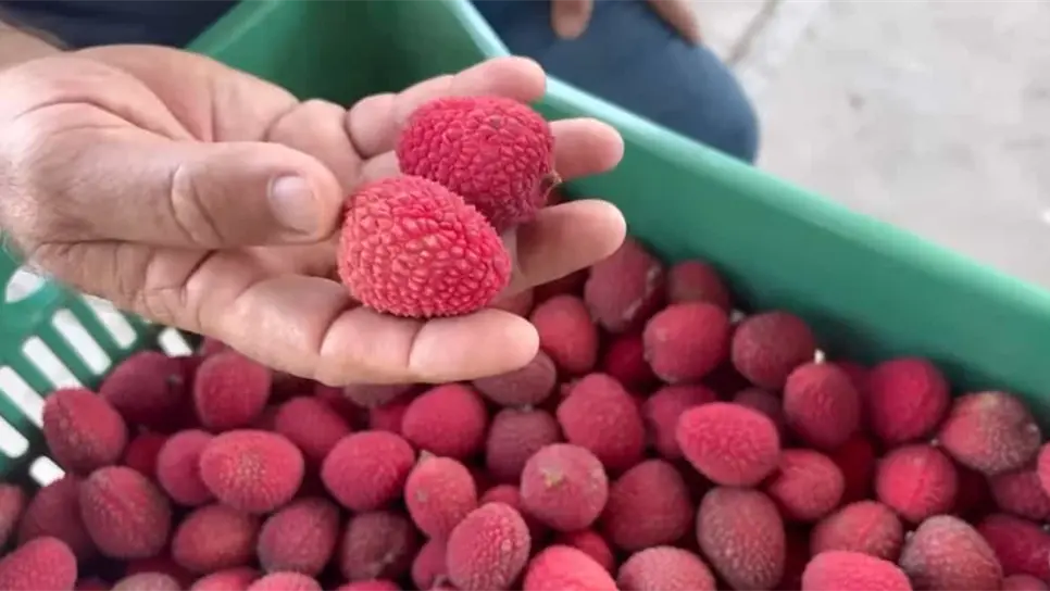 La lichi, es un fruto de origen asiático, pero adotpado como sinaloense. FOTOS: Lencho 4x4