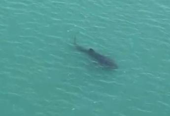 Enorme tiburón ballena se deja ver en aguas de la Isla de la Piedra en Mazatlán | VIDEO