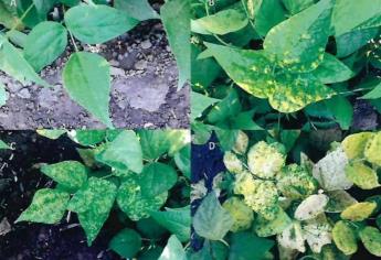 «Virosis» en frijol cambia las reglas para siembra en Sinaloa