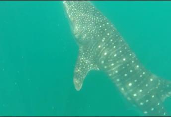 Reportan al menos 6 tiburones ballena los que costean Mazatlán | VIDEO