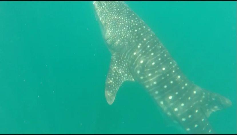 Reportan al menos 6 tiburones ballena los que costean Mazatlán | VIDEO