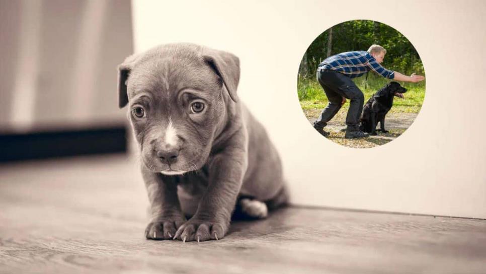 Consejos para cuidar a un perro cachorro