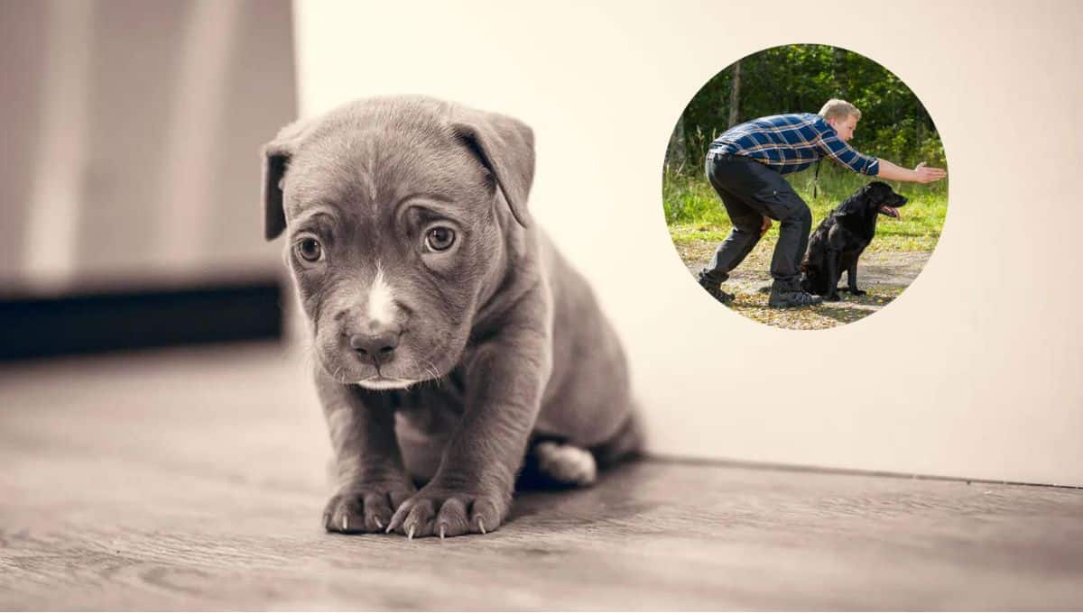 Los cachorritos pueden llegar a ser complicados. FOTO: Luz Noticias