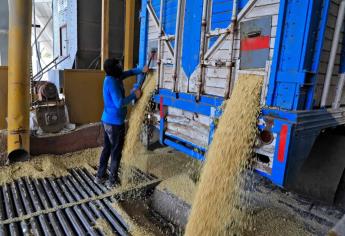 Industria paga en 5 mil pesos el trigo de Sinaloa