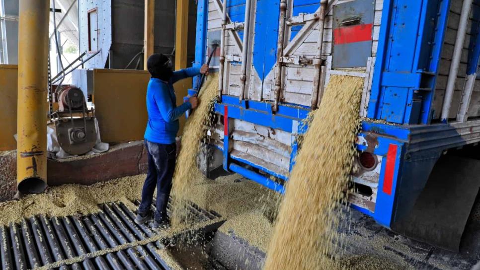 Industria paga en 5 mil pesos el trigo de Sinaloa
