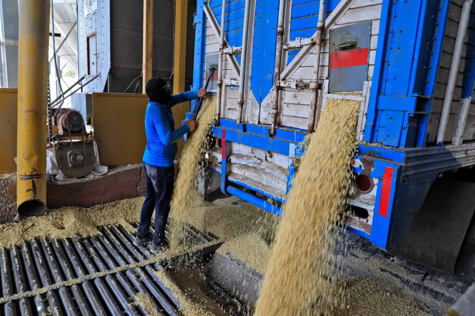 Industria paga en 5 mil pesos el trigo de Sinaloa