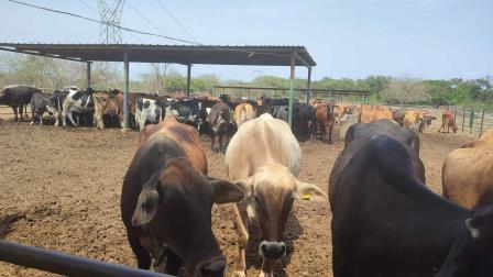 Sequía afecta el 40 % de reproducción de ganado en Sinaloa