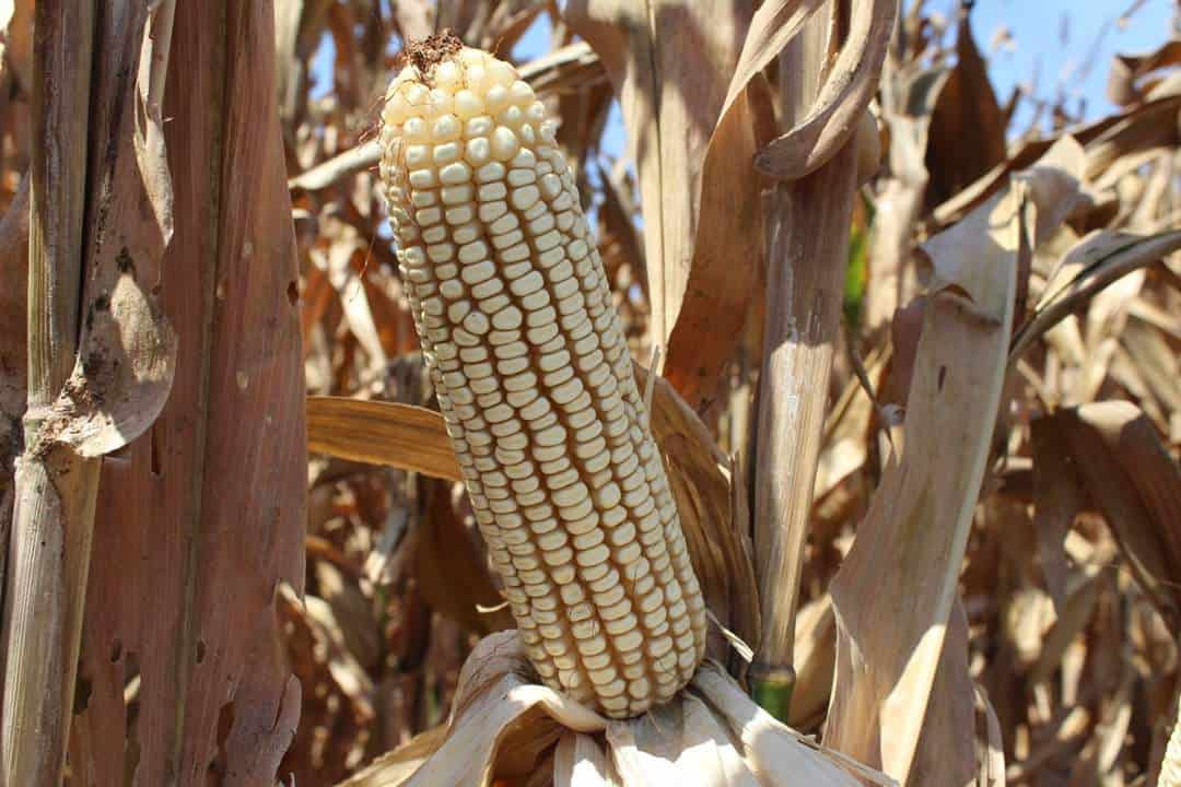 Llaman a productores de Sinaloa a no pagar coberturas