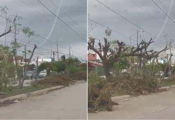 CFE comete ecocidio en la colonia Villa Florida en Mazatlán | VIDEO