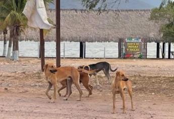 Animalistas de Los Mochis denuncian opacidad de autoridades en denuncias de maltrato