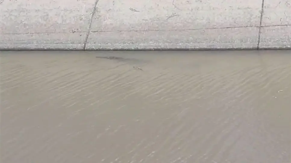 El cocodrilo nadaba en el canal.